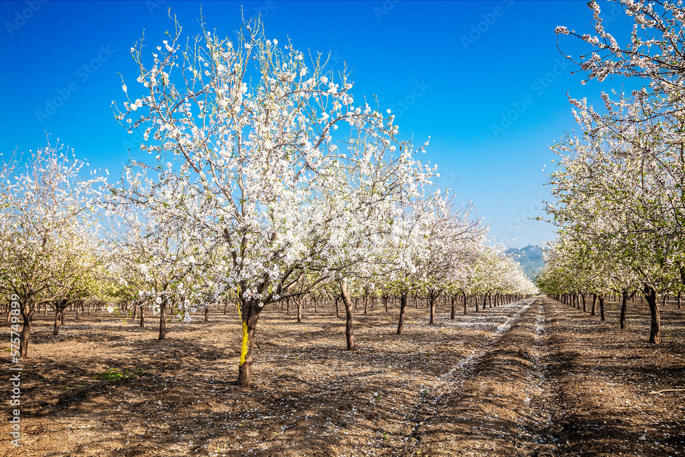 🌰 BUSINESS FOR SALE – ALMOND GARDEN IN VILLAGE OF GIULOVTSA