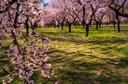 🌰 BUSINESS FOR SALE – ALMOND GARDEN IN VILLAGE OF GIULOVTSA